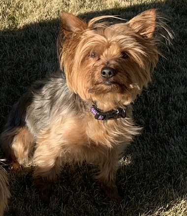 Willow the Silky/Yorkie Terrier